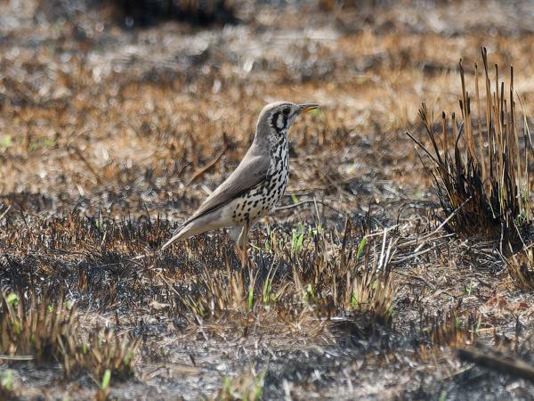 <h3><a href="/trips/safari/biota/animalia/chordata/aves/040 passeriformes/107 turdidae/psophocichla litsitsirupa/psophocichla litsitsirupa-en.html">Psophocichla&nbsp;litsitsirupa</a> / Groundscraper&nbsp;thrush / Acacialijster</h3>OM-1 Mark II with OLYMPUS M.300mm F4.0, 1/2000 sec at F4.0, ISO 800, distance 24.7&nbsp;m